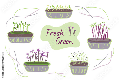 Microgreens Set in Containers – Homegrown Healthy Sprouts Vector Collection