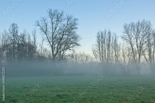 Schilderij op canvas Misty meadow with bare willow and poplar trees under a cloudy winter sky in Oud