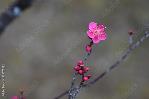 梅の花