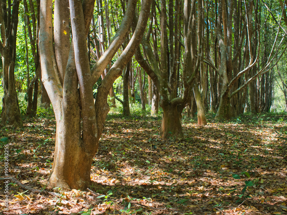 Fototapeta premium Agarwood tree in the plant,Perfume industry