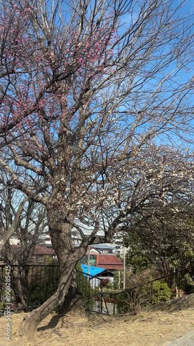 park in spring JAPAN