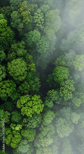 Emerald Canopy: Mist Shrouded Heights