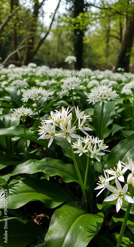 Sun-Dappled Wildflowers: Forest Floor Bloom