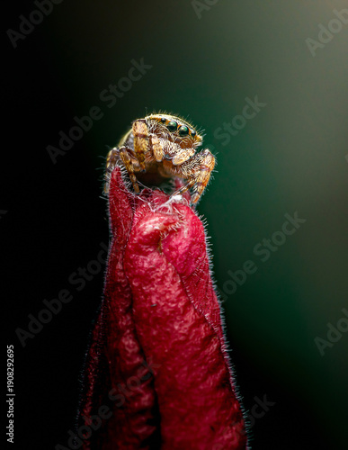 Wallpaper Mural Jumping spider observing from a red plant bud Torontodigital.ca