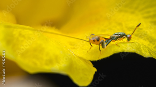Wallpaper Mural Metallic insect resting on vibrant yellow petal Torontodigital.ca