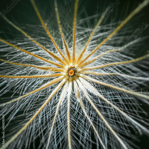 Wallpaper Mural Dandelion seed head with delicate parachute pappus Torontodigital.ca