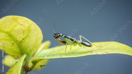 Wallpaper Mural Mantis nymph perched on green leaf macro Torontodigital.ca
