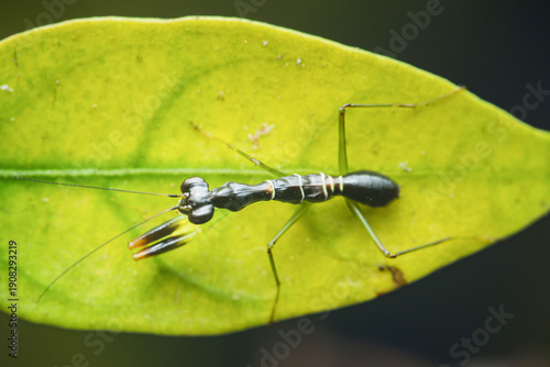 Wallpaper Mural Ant-mimicking praying mantis nymph sitting on green leaf Torontodigital.ca