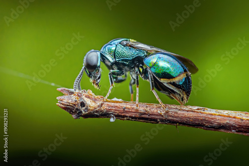 Wallpaper Mural Iridescent cuckoo wasp perching on a dry branch Torontodigital.ca