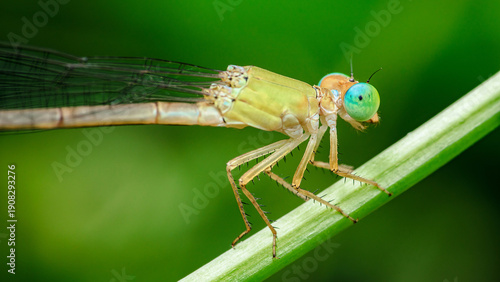 Wallpaper Mural Delicate damselfly with blue eyes on green plant Torontodigital.ca