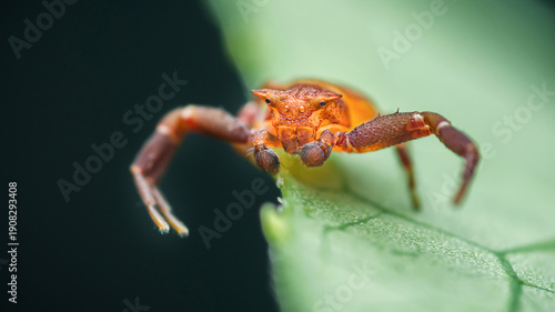Wallpaper Mural Crab spider perching on a green leaf Torontodigital.ca