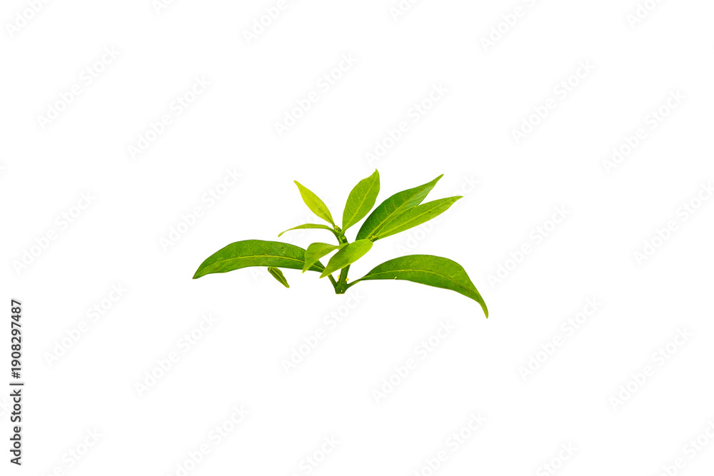 Obraz premium Close-Up of Fresh Green Leaves on Transparent Background: Perfect for Nature Lovers, Plant Nurseries, and Gardening Tool Inspiration.