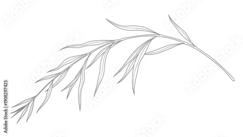 Delicate Willow Branch with Long Slender Leaves, Hand-Drawn Sketch, Minimalist Botanical Illustration