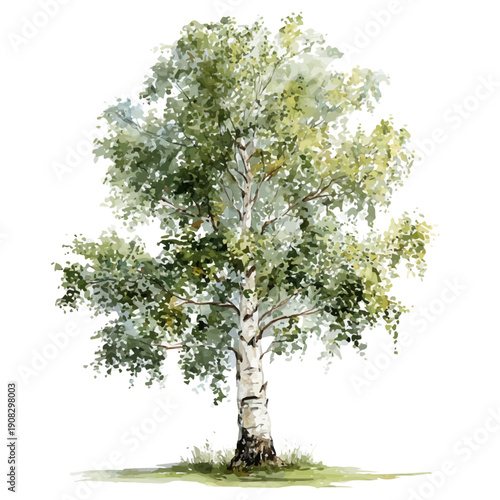 watercolor of Birch Tree, vector, isolated on a white background.