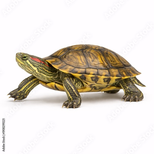 Realistic Turtle Isolated on White Background as a Concept of Patience, Delay, and Slow Work Process