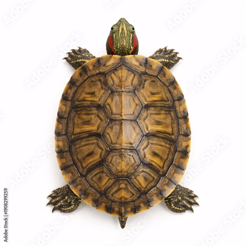 Top View of Realistic Turtle Isolated on White Background Representing Long Process and Patience