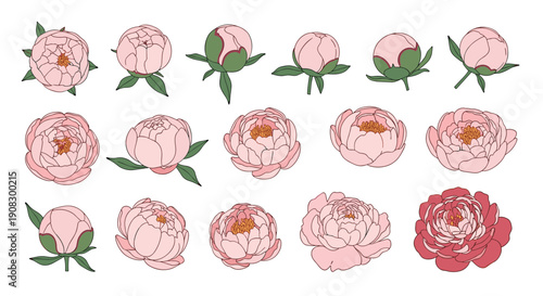 Beautiful collection of pink peony flowers and buds in different stages of bloom for wedding invitations and floral graphics.