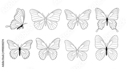 Collection of various butterfly line art illustrations in different poses and wing positions for creative design projects.