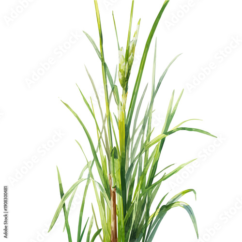 watercolor of Lemongrass, vector, isolated on a white background.