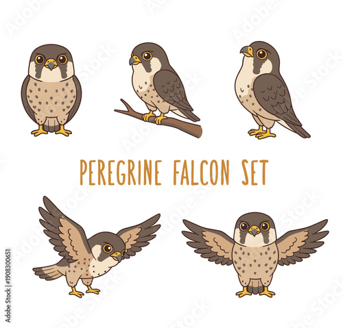 Detailed peregrine falcon vector illustration set showing the bird in different poses like standing, perching and flying with spread wings isolated.