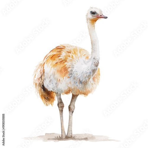 Ostrich, watercolor vector, isolated on a white background.