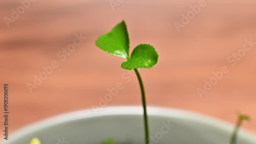 A close-up of a young sprouted mandarin seed. Movement around the young green sprout.