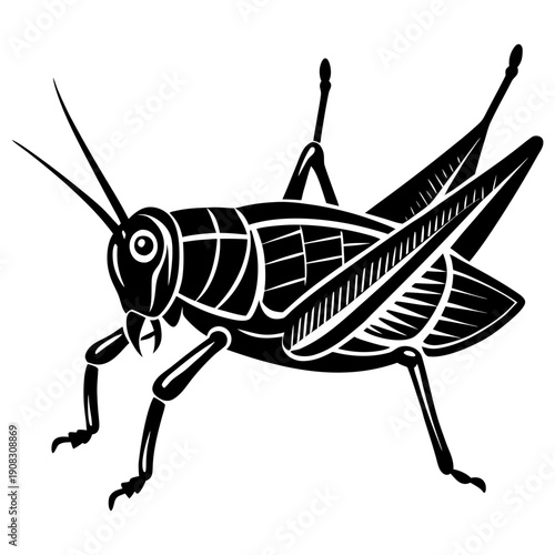 grasshopper isolated on white background