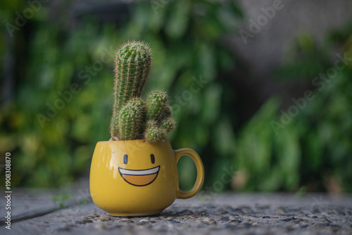 cactus in the smiley pot