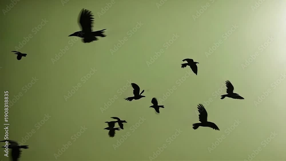 custom made wallpaper toronto digitalA flock of birds flying in silhouette against a hazy green sky.