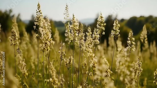 Wallpaper Mural Golden tall grass swaying gently in the warm sunlight of a summer meadow. Torontodigital.ca