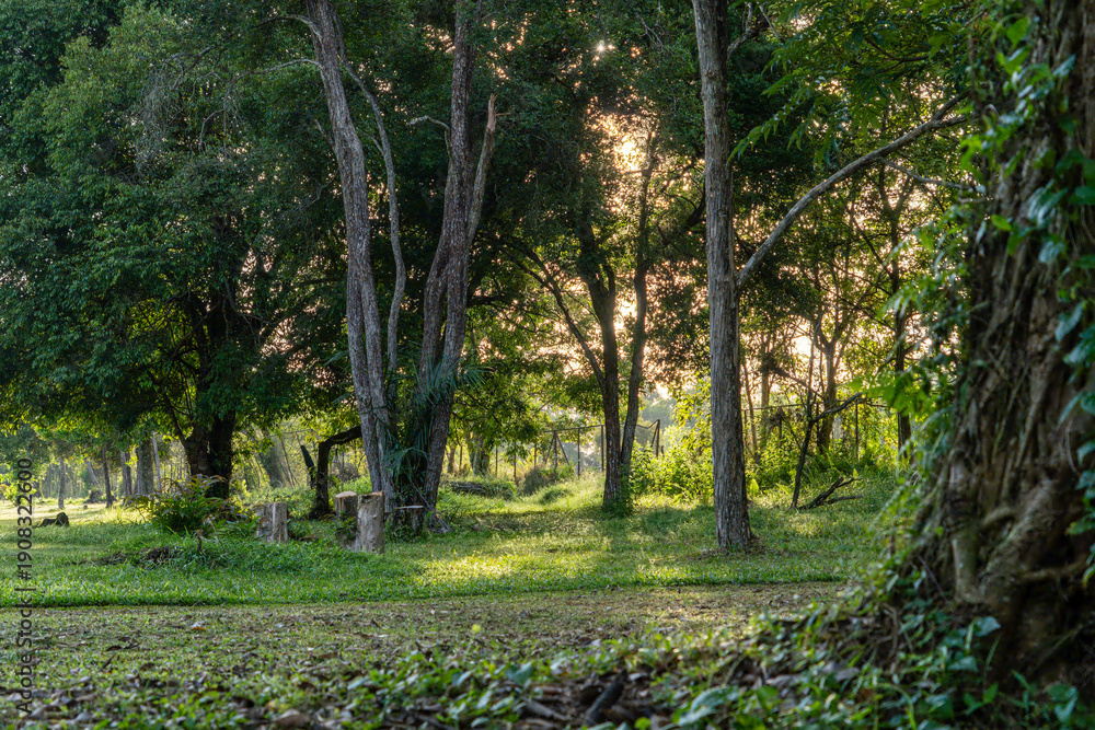 Obraz premium path in the park