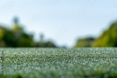 green grass with dew drops