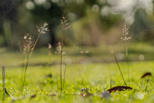 green grass with dew drops