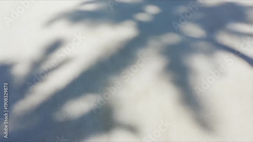 Wallpaper Mural Abstract shadow of palm tree leaves on a white wall, creating a tropical and serene atmosphere. Torontodigital.ca