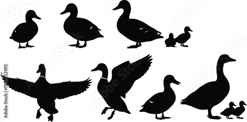 Duck and goose silhouettes set showing adult and baby waterfowl in standing and flying poses isolated on white background