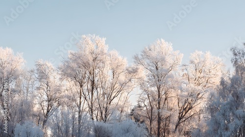 Wallpaper Mural Winter Trees Covered in Frost Under a Clear Blue Sky. Torontodigital.ca