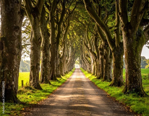 Scenic Tree-Lined Pathway Surrounded by Lush Greenery and Sunlight