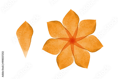A vibrant watercolor flower with six soft orange petals blooms, accompanied by a smaller, pointed bud. Both elements feature delicate red centers and appear isolated on a clear white background.