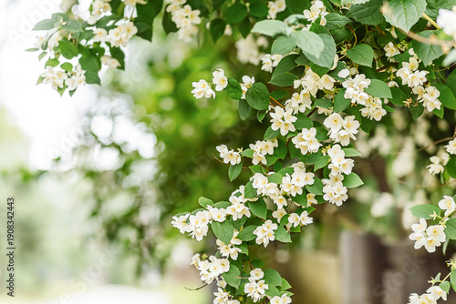 White jasmine flowers on green branches with soft bokeh background, spring nature floral backdrop with copy space.
