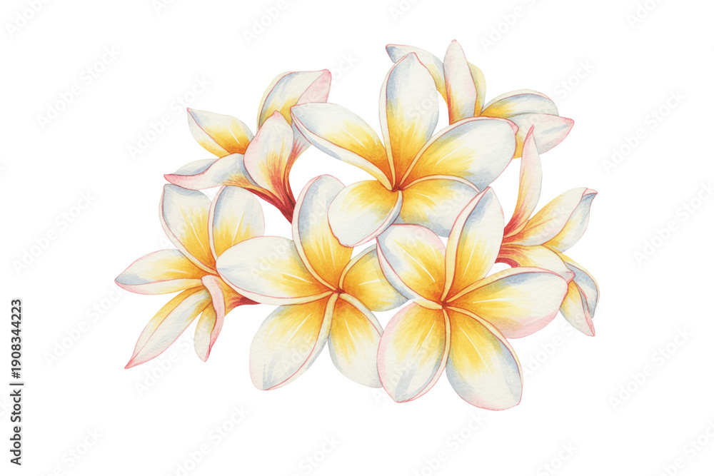 Fototapeta premium Watercolor Plumeria Flowers Isolated on Transparent Background Tropical Floral Illustration. Plumeria Flower Blossoms PNG.