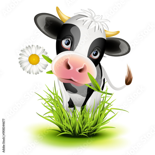 Holstein cow in grass