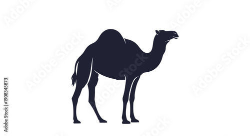 Silhouette of a Dromedary Camel Standing Against a White Background