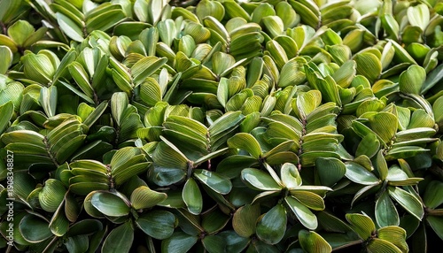 Closeup Nitta Tree Or Parkia Timoriana Sprout Food Texture Background