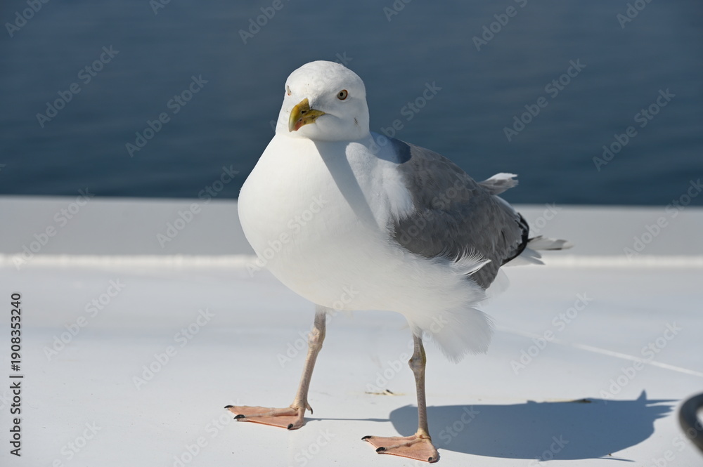 Obraz premium Möwe 4