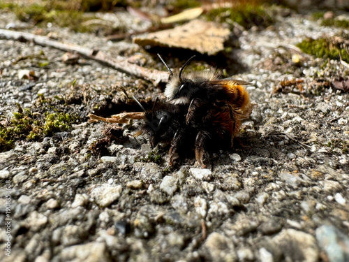 Horned Mason Bees (Osmia cornuta) Mating on Pavement – Close-Up of Solitary Pollinator Reproduction