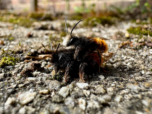 Horned Mason Bees (Osmia cornuta) Mating on Pavement – Close-Up of Solitary Pollinator Reproduction