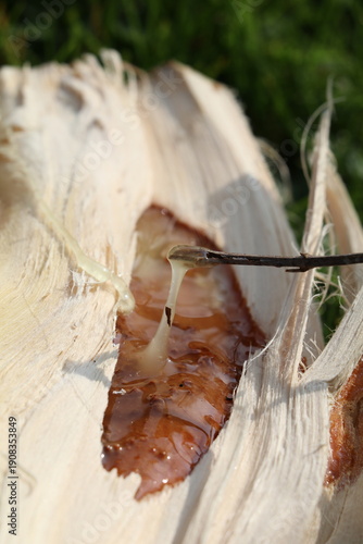 Tree Resin Flowing from Split Firewood Log – Natural Sap Close-up
