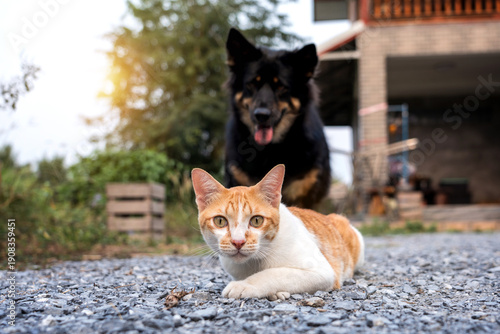 A focused ginger cat lying down with wary and alert eyes on gravel as a playful blurred black dog friend stalking approaches from behind to attack interacting in a backyard.