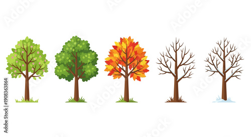 Tree Seasons Cycle: Spring, Summer, Autumn, Winter. Nature's Transformation.