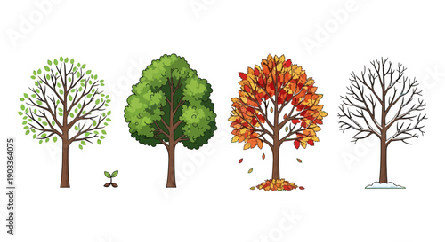 Tree Life Cycle: Seasons Change, Growth, Spring, Summer, Autumn, Winter